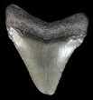 Bargain Megalodon Tooth - South Carolina #44561-1
